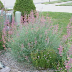 Location: My garden in Kentucky
Date: 2010-07-09