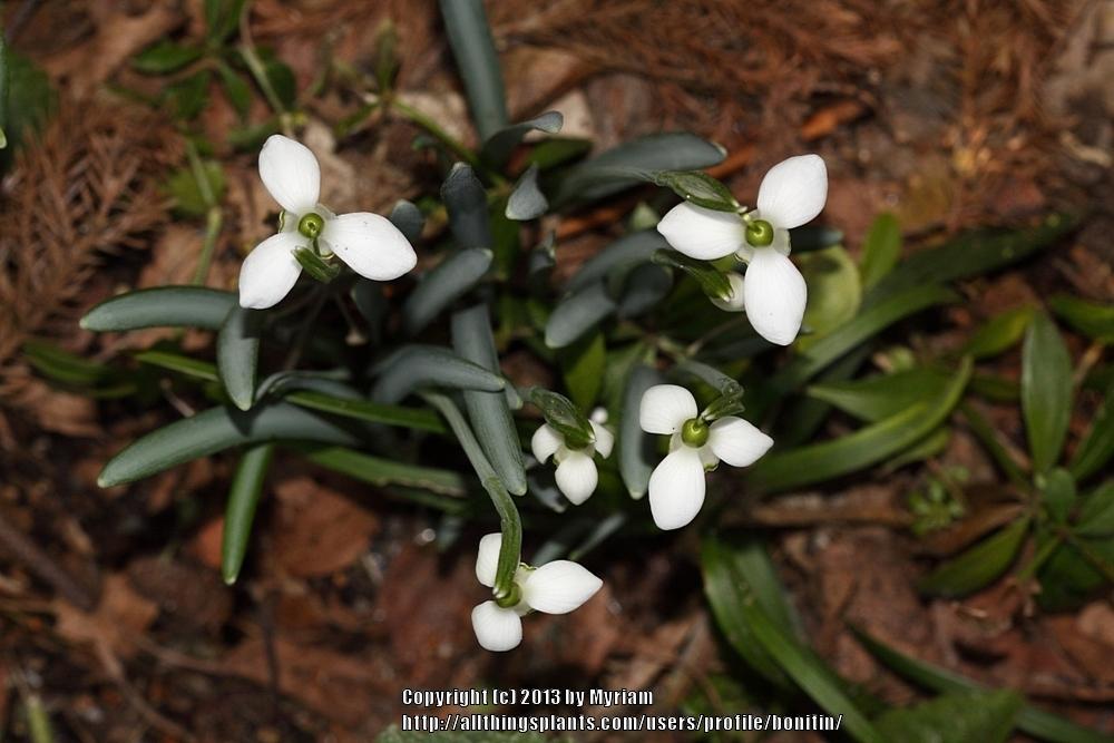 Photo of Snowdrop (Galanthus nivalis) uploaded by bonitin