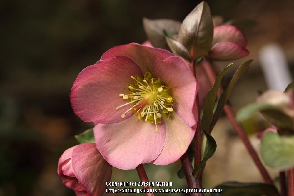 Photo of Hellebore (Helleborus x hybridus Frostkiss™ Penny's Pink®) uploaded by bonitin