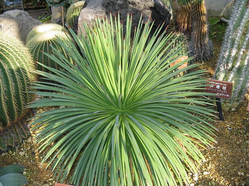Photo of Hedgehog Agave (Agave stricta) uploaded by robertduval14