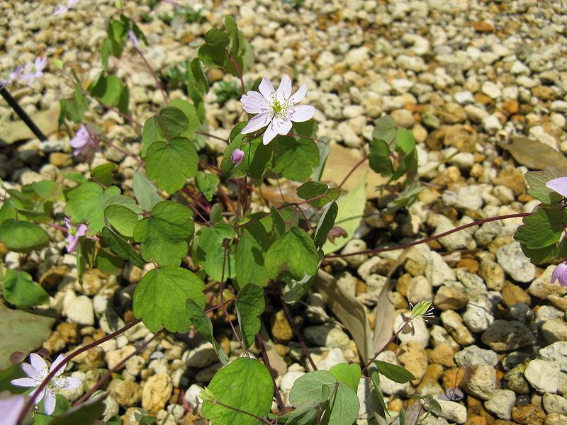 Photo of Rue Anemone (Thalictrum thalictroides) uploaded by robertduval14