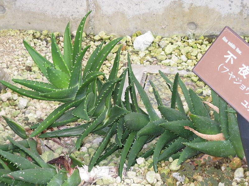 Photo of Mitre Aloe (Aloe perfoliata) uploaded by robertduval14