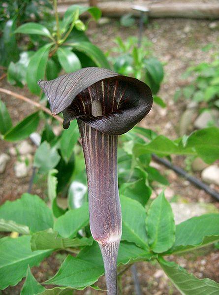 Photo of Jack-in-the-Pulpit (Arisaema mayebarae) uploaded by robertduval14