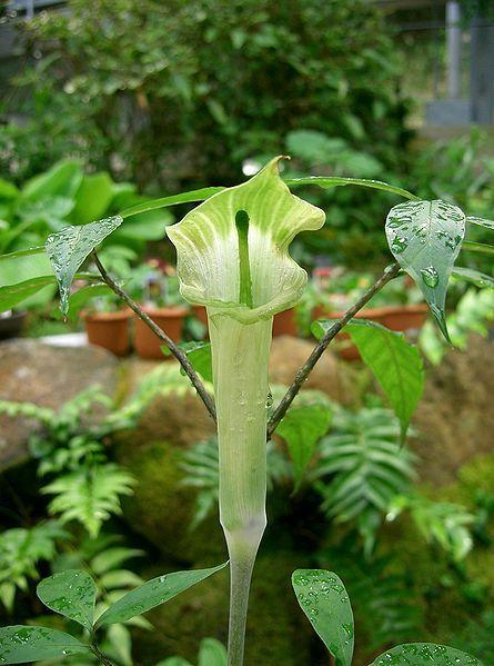 Photo of Jack-in-the-Pulpit (Arisaema yamatense) uploaded by robertduval14