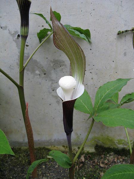 Photo of Japanese Cobra Lily (Arisaema sikokianum) uploaded by robertduval14
