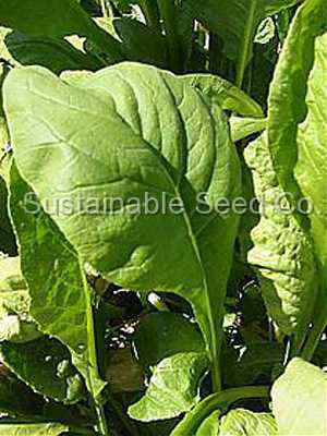 Photo of Mustard Spinach (Brassica rapa subsp. nipposinica 'Tendergreen') uploaded by vic