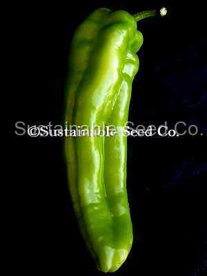 Photo of Pepper (Capsicum annuum 'Anaheim') uploaded by vic