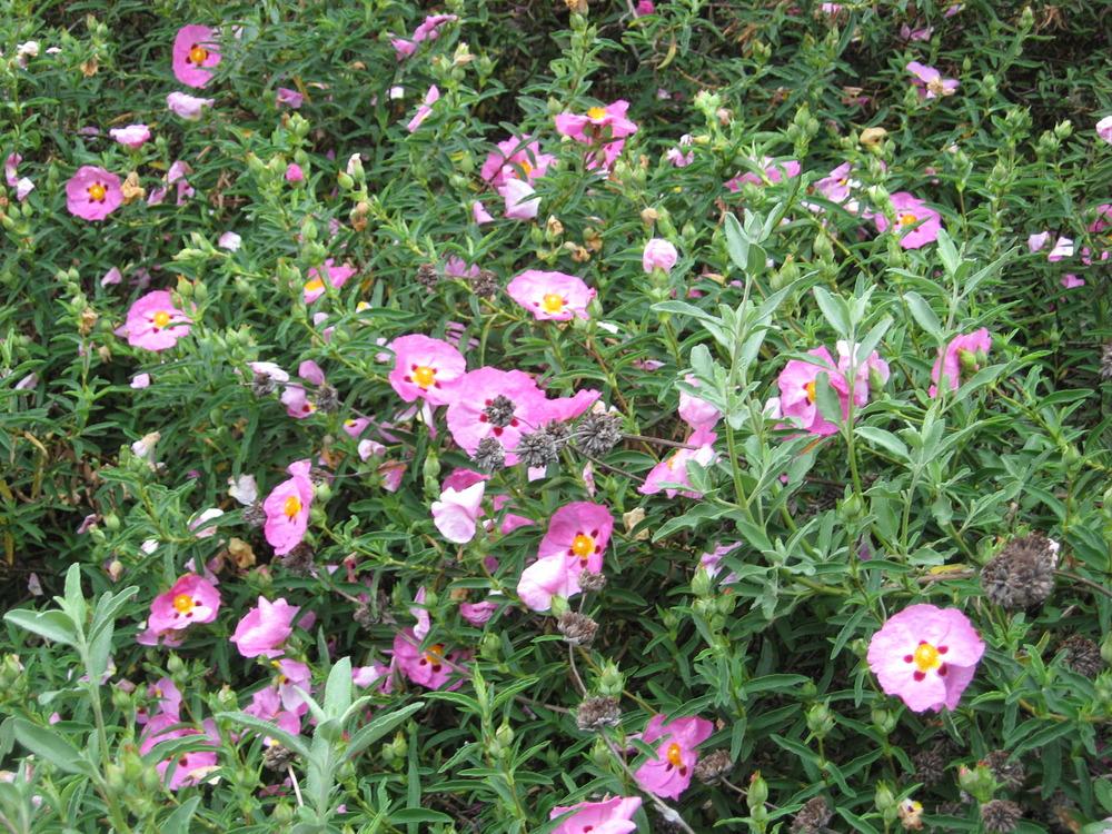 Photo of Purple-Flowered Rockrose (Cistus x purpureus) uploaded by wcgypsy