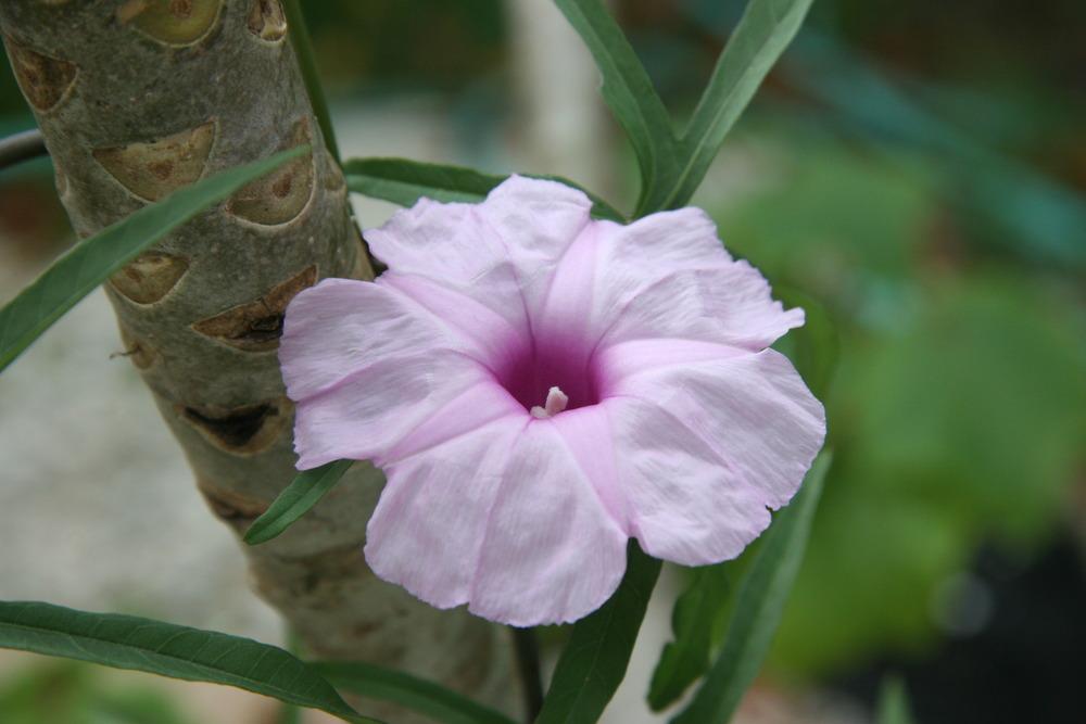 Photo of Caudiciform Morning Glory (Ipomoea platensis) uploaded by RobertB