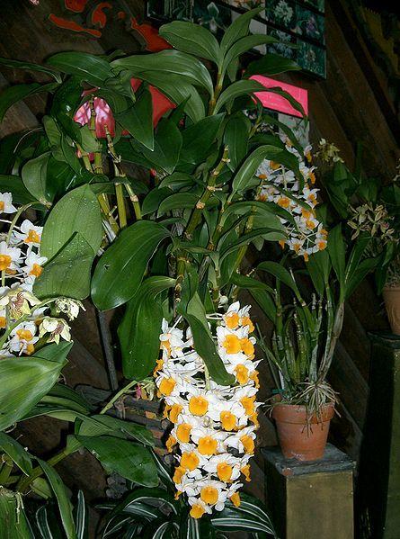 Photo of Orchid (Dendrobium thyrsiflorum) uploaded by robertduval14