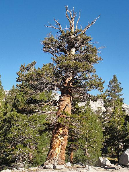 Photo of Foxtail Pine (Pinus balfouriana) uploaded by robertduval14