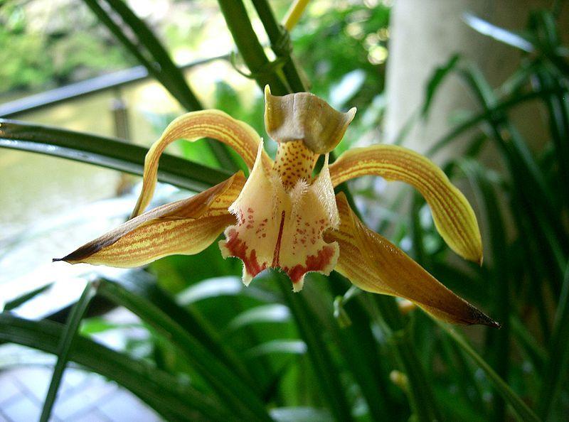 Photo of Orchid (Cymbidium) uploaded by robertduval14