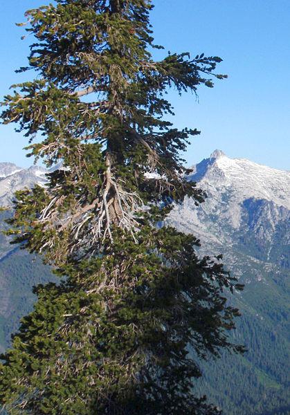 Photo of Foxtail Pine (Pinus balfouriana) uploaded by robertduval14