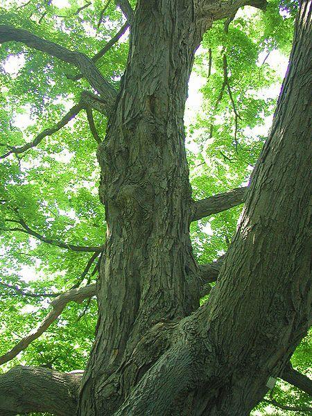 Photo of Sugar Maple (Acer saccharum) uploaded by robertduval14
