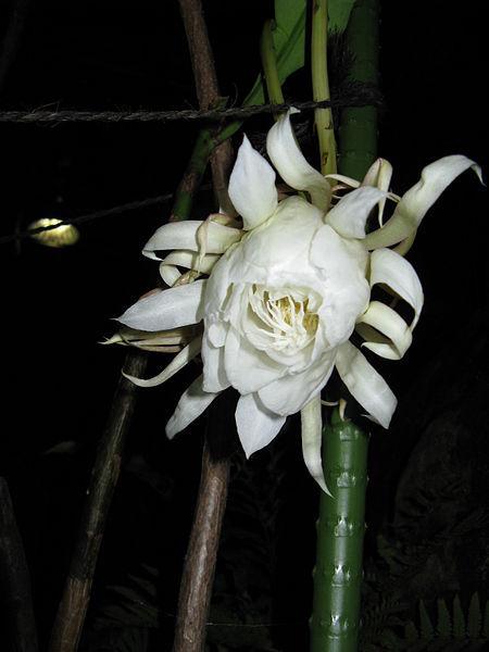 Photo of Queen of the Night (Epiphyllum oxypetalum) uploaded by robertduval14