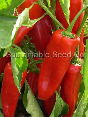 Photo of Bell Pepper (Capsicum annuum 'Karma') uploaded by vic