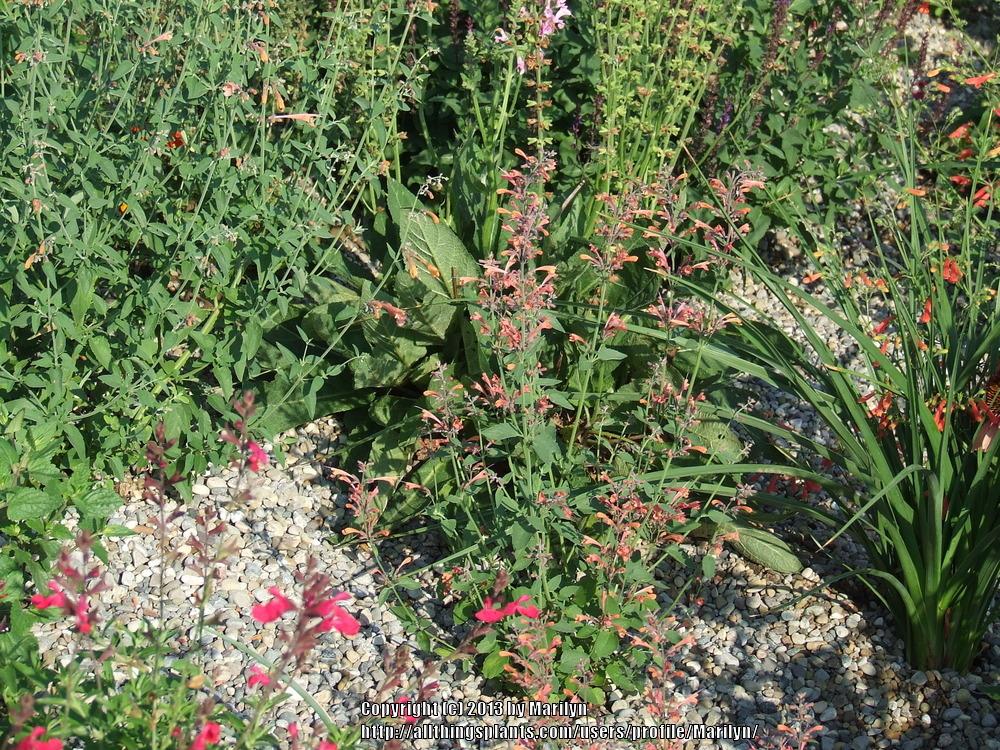 Photo of Mexican Giant Hyssop (Agastache mexicana Acapulco® Orange) uploaded by Marilyn