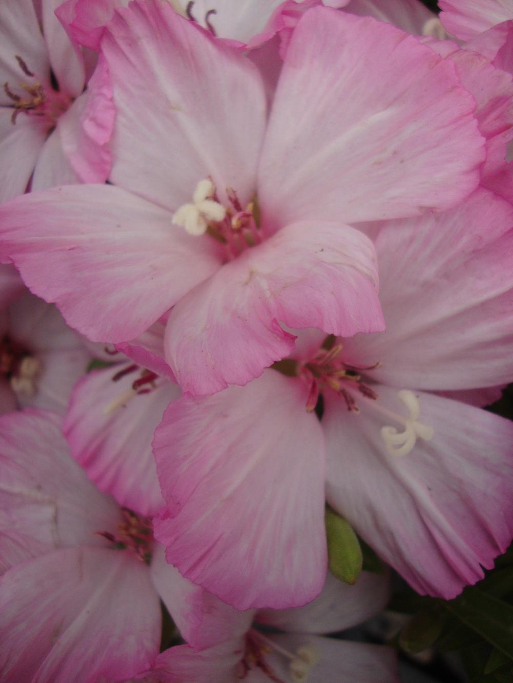 Photo of Godetia (Clarkia amoena 'Fruit Punch Mix') uploaded by Paul2032
