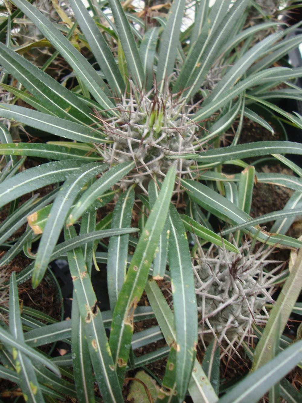 Photo of Madagascar Palm (Pachypodium lamerei) uploaded by Paul2032