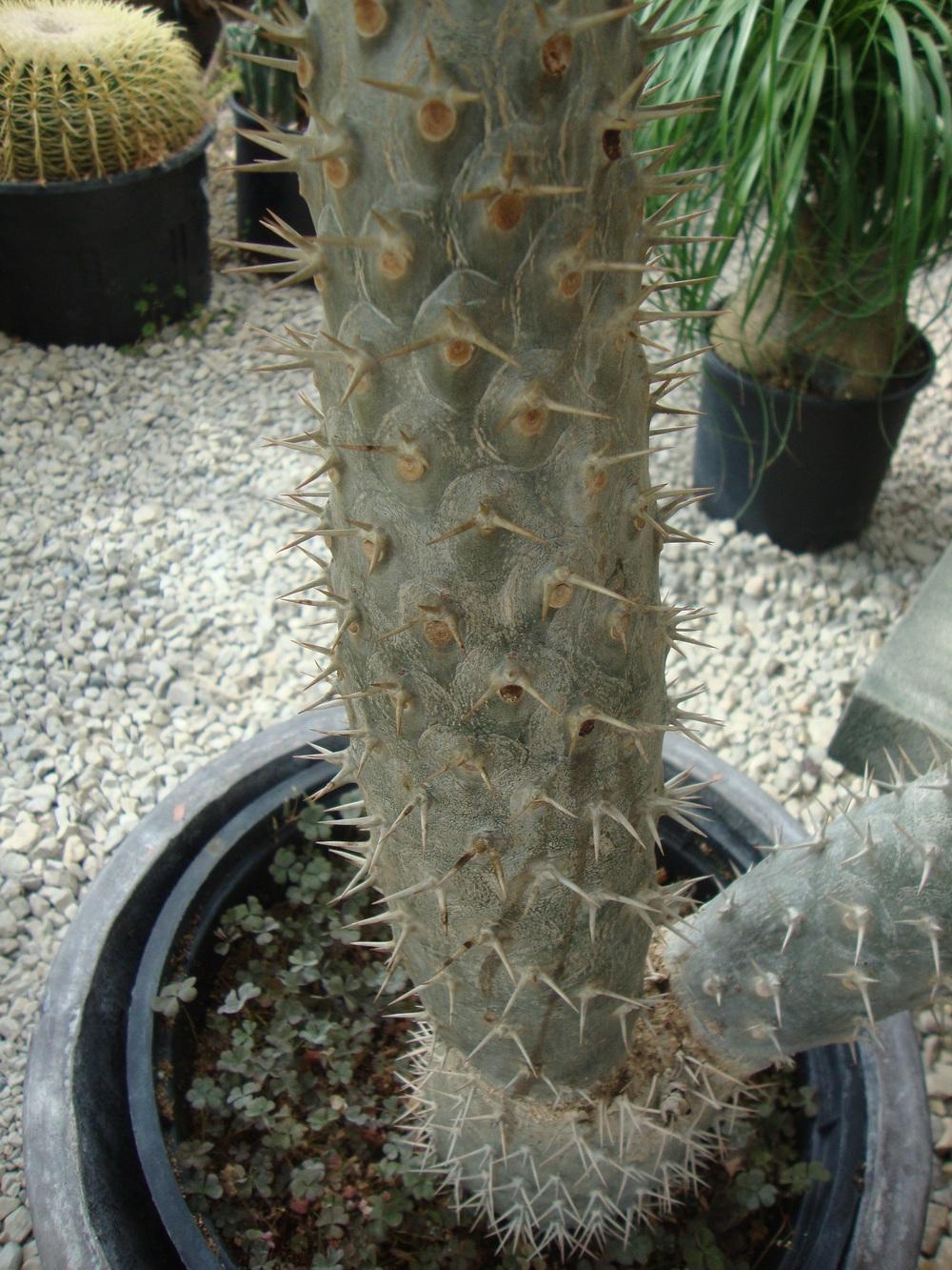 Photo of Madagascar Palm (Pachypodium lamerei) uploaded by Paul2032