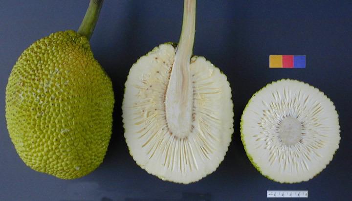Photo of Breadfruit (Artocarpus altilis) uploaded by robertduval14