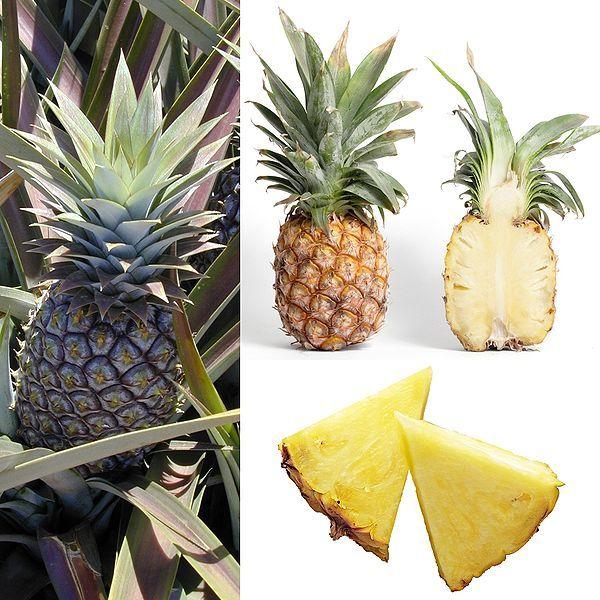 Photo of Pineapple (Ananas comosus) uploaded by robertduval14