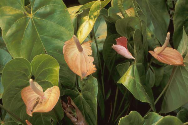 Photo of Anthuriums (Anthurium) uploaded by robertduval14