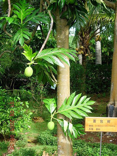 Photo of Breadfruit (Artocarpus altilis) uploaded by robertduval14