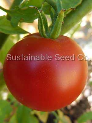 Photo of Tomato (Solanum lycopersicum 'Box Car Willie') uploaded by vic