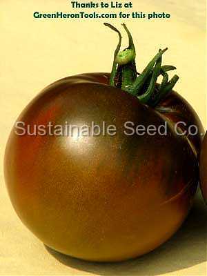 Photo of Tomato (Solanum lycopersicum 'Black Prince') uploaded by vic