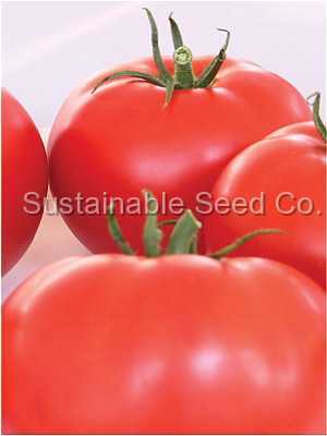 Photo of Tomato (Solanum lycopersicum 'Beefsteak') uploaded by vic