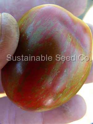 Photo of Tomato (Solanum lycopersicum 'Black Zebra') uploaded by vic