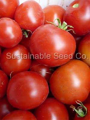 Photo of Tomato (Solanum lycopersicum 'Santiam') uploaded by vic