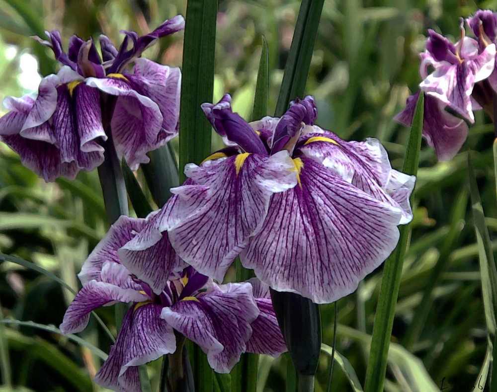Photo of Japanese Iris (Iris ensata 'Flashing Koi') uploaded by lorettalea