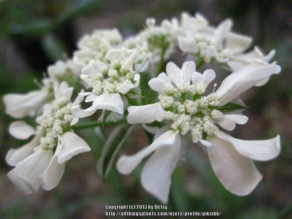 Photo of White Lace Flower (Orlaya grandiflora) uploaded by piksihk