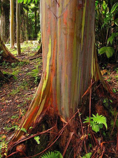 Photo of Rainbow Eucalyptus (Eucalyptus deglupta) uploaded by robertduval14