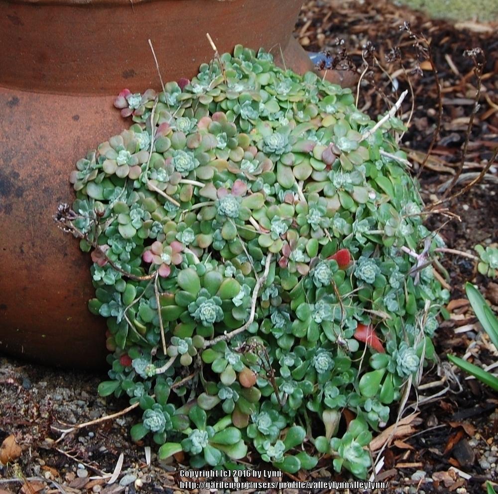 Photo of Stonecrop (Sedum spathulifolium subsp. pruinosum 'Cape Blanco') uploaded by valleylynn