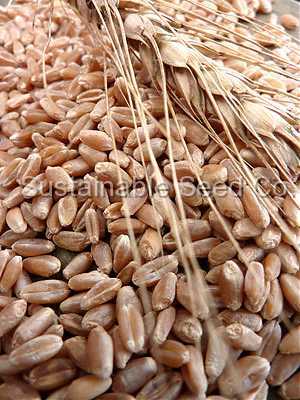 Photo of Bread Wheat (Triticum aestivum) uploaded by vic