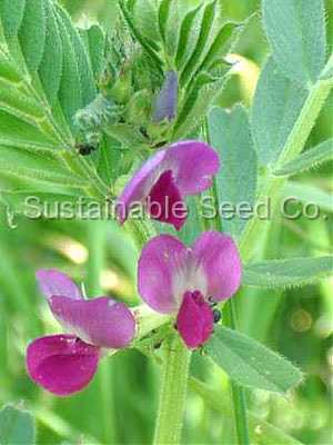 Photo of Common Vetch (Vicia sativa) uploaded by vic