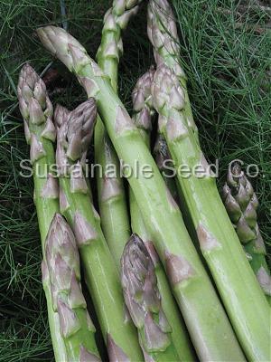 Photo of Asparagus officinalis 'Mary Washington' uploaded by vic