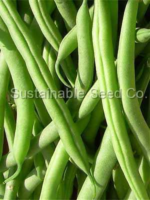 Photo of Snap Bean (String (Phaseolus vulgaris 'Landreth Stringless') uploaded by vic