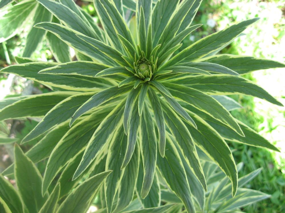 Photo of Variegated Pride of Madeira (Echium decaisnei 'Star of Madeira') uploaded by wcgypsy