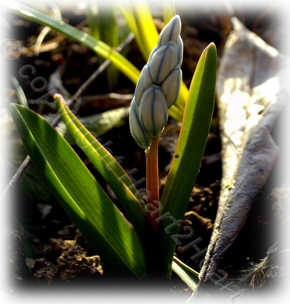 Photo of Striped Squill (Puschkinia scilloides) uploaded by Heart2Heart
