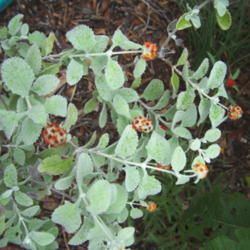 Location: N. E. Medina Co., Texas
Date: October 2009
Woolly Butterfly Bush