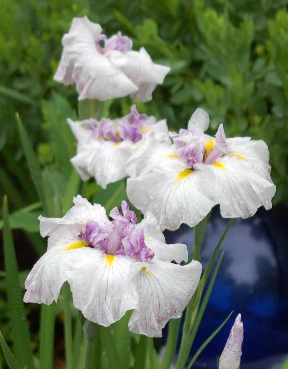 Photo of Japanese Iris (Iris ensata 'Greywoods Snow Etchings') uploaded by lorettalea