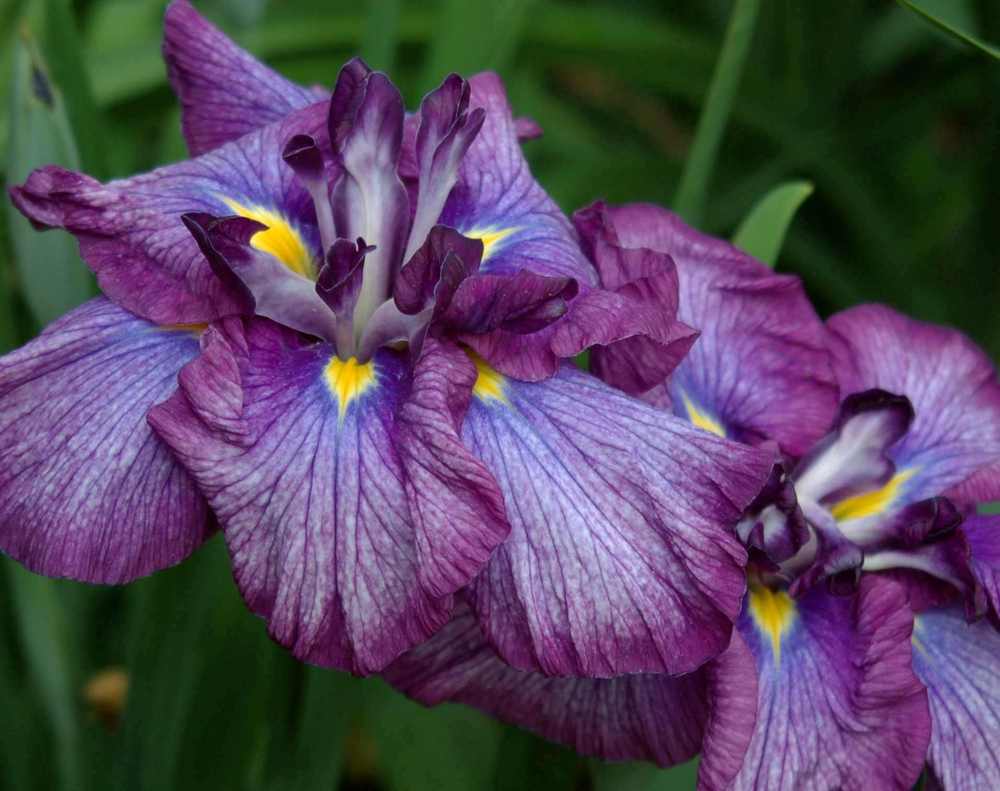 Photo of Japanese Iris (Iris ensata 'Jocasta') uploaded by lorettalea