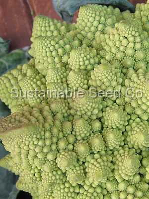 Photo of Cauliflower (Brassica oleracea var. botrytis 'Romanesco') uploaded by vic