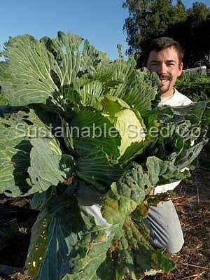 Photo of Cabbage (Brassica oleracea var. capitata 'Late Flat Dutch') uploaded by vic