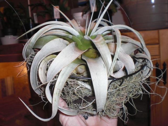Photo of Air Plant (Tillandsia xerographica) uploaded by Cahac