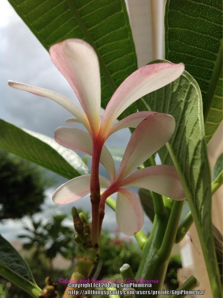 Photo of Plumeria (Plumeria obtusa 'Dwarf Pink Singapore') uploaded by GigiPlumeria